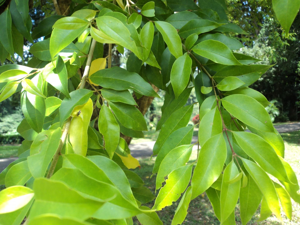 Ligustrum robustum (Roxb.) Blume